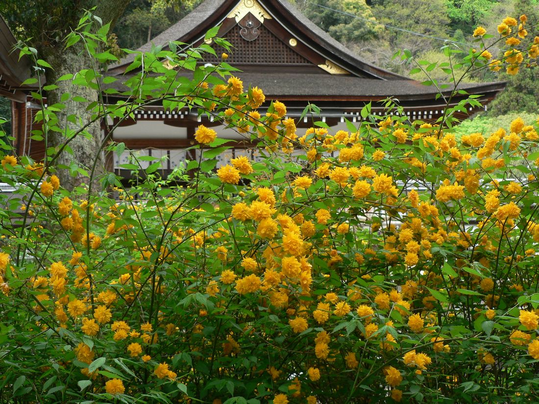 松尾大社の山吹