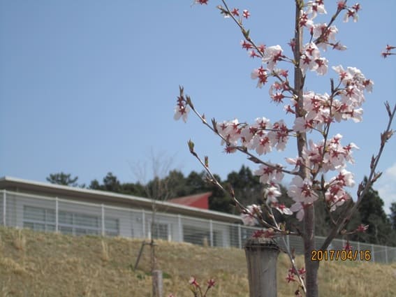 みやま壮の桜